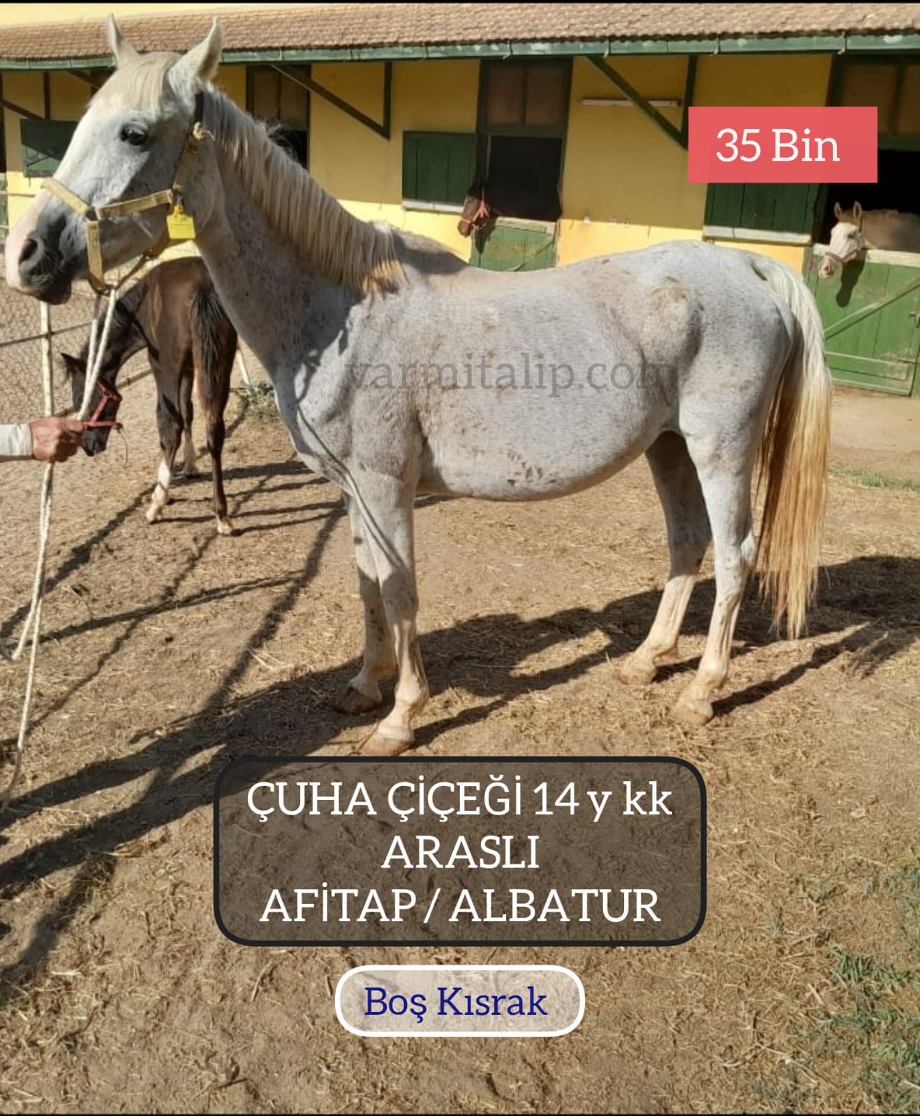 ARASLI KIZI BOŞ VE FATİHAĞA GEBESİ TERCİHLİ HABERBATUR KIZI KISRAK IŞILILGAZ